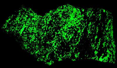 Copper, willemite, franklinite and minor zincite from Franklin from Franklin, NJ under shortwave UV Light