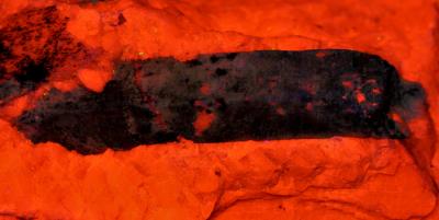 Fluorapatite crystal on calcite from the Sterling Hill Mine, NJ under shortwave UV Light