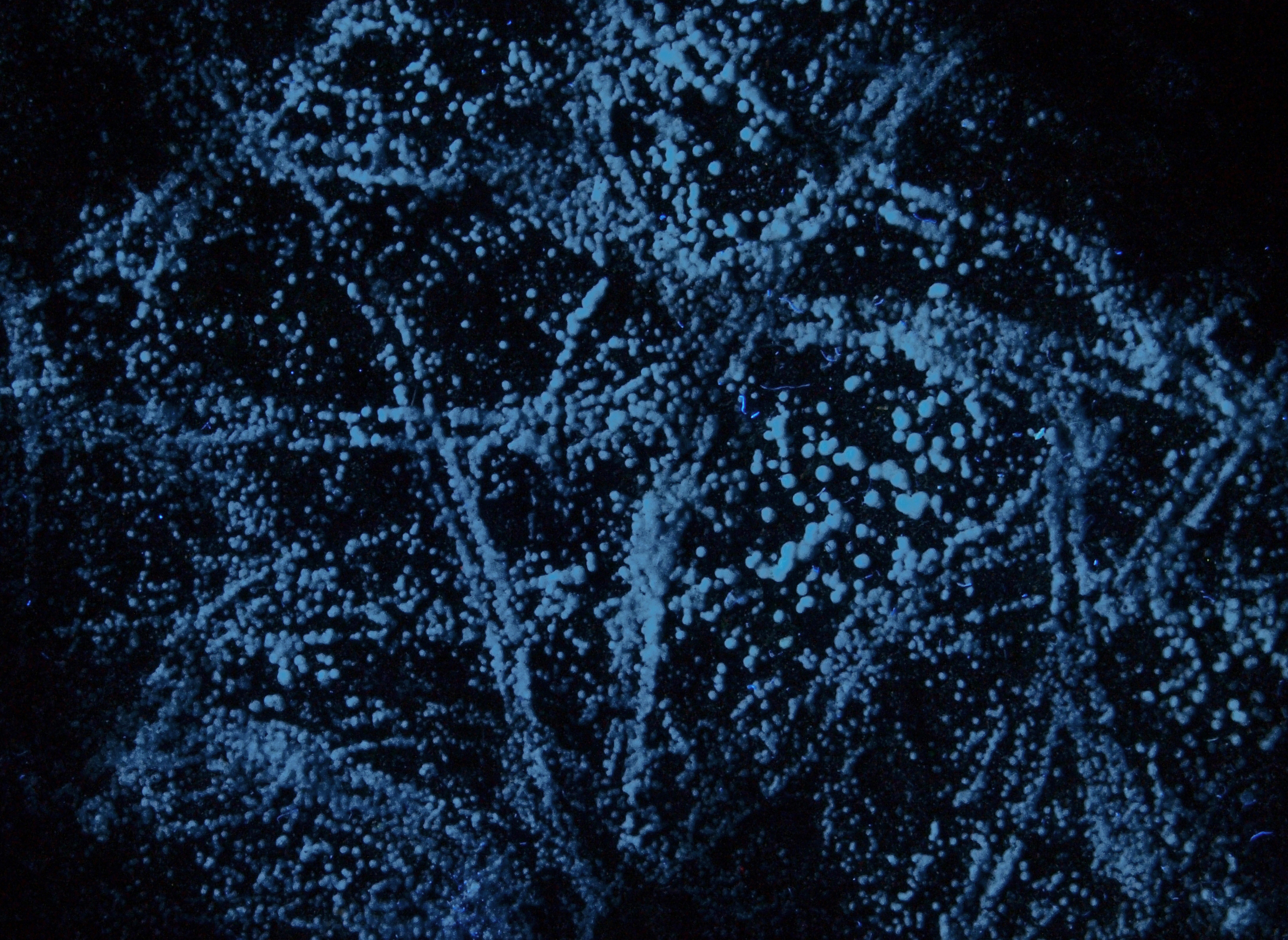 Tiny hemispherules of white dypingite on a fracture surface, brick-red willemite and black franklinite under longwave UV Light