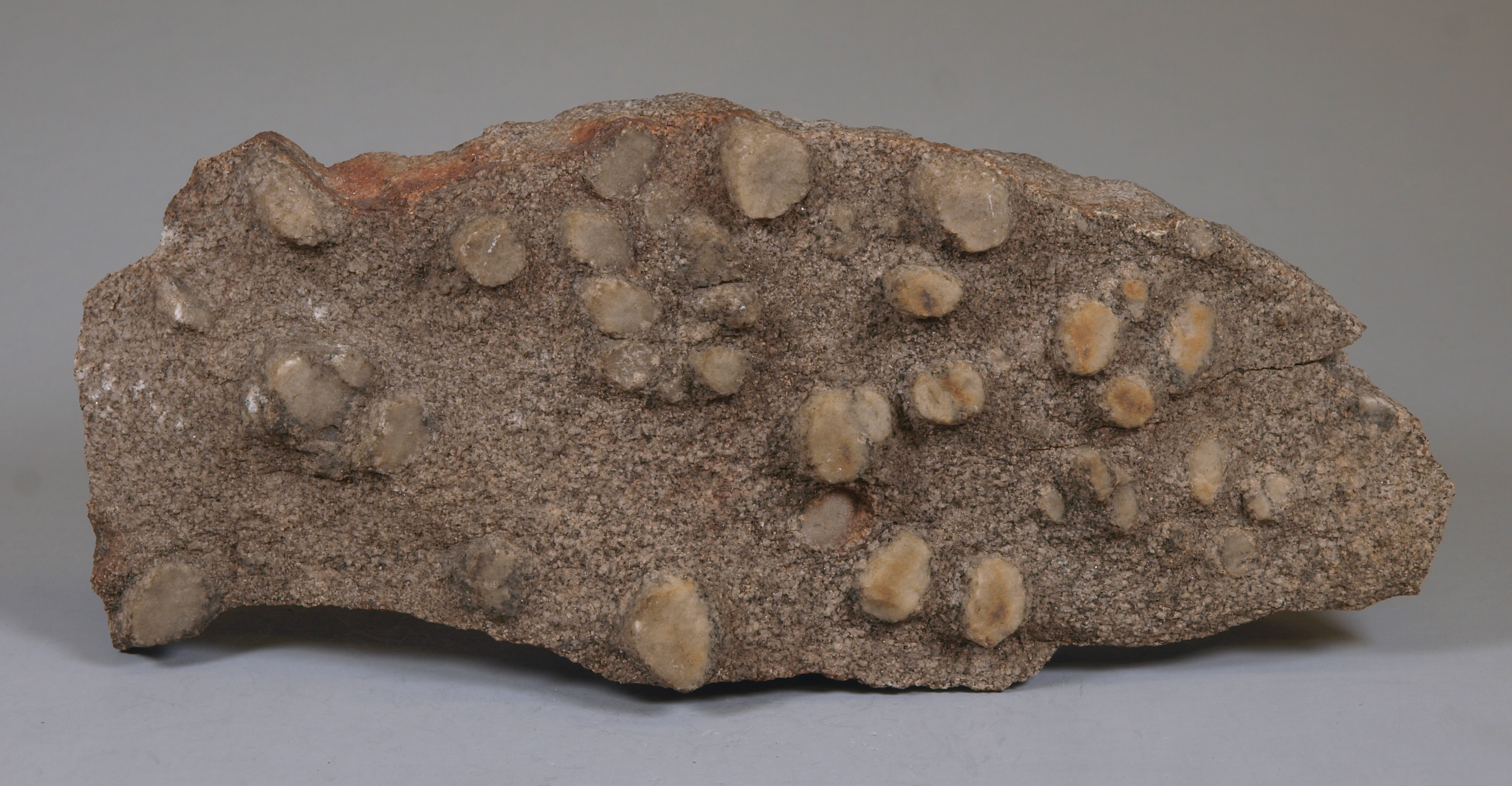 Prismatic crystals of pale tan sillimanite, most 7-12 mm in diameter, projecting from the surface of a fine-grained microcline-biotite-quartz gneiss